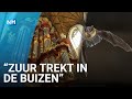 Vleermuizen poepen en plassen over eeuwenoud kerkorgel