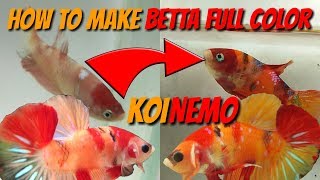 Betta Care - How to make betta full color or betta mutation