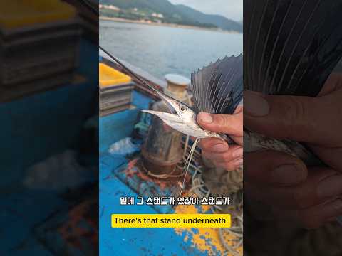 미국고기가 남해 멀라 왔스꼬? #남해 #바다 #bigfish #고수온 #온난화 #폭염 #낚시