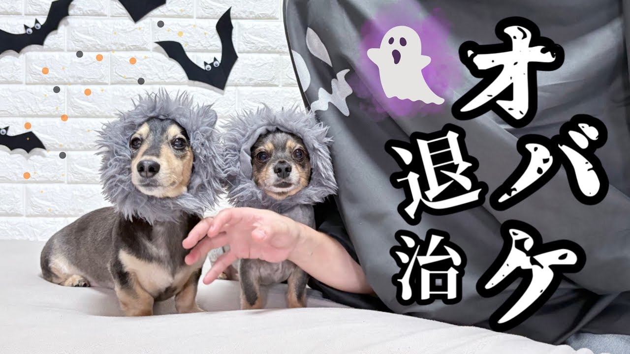 オバケ退治を諦めたオオカミたち【茶番劇】