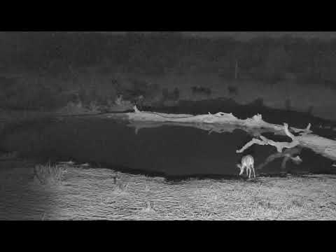 Djuma: Breeding herd of Buffalo with Nyala females and lone Hyena - 18:19 - 09/18/18