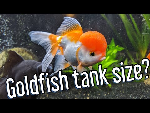 Goldfish tank size - what do they really need?
