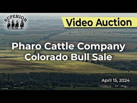 Pharo Cattle Company Colorado Bull Sale