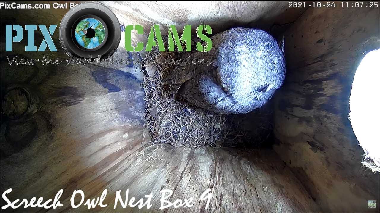 Live webcam view of Autillo Chillón, Caja Nido 9