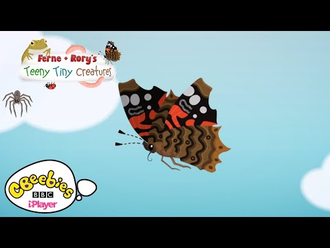 Facts about Butterflies | Ferne & Rory's Teeny Tiny Creatures | CBeebies