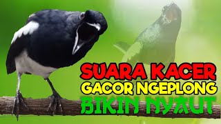 Download lagu Suara kacer ngeplong, pancingan kacer, masteran kacer durasi panjang Berjam jam! mp3