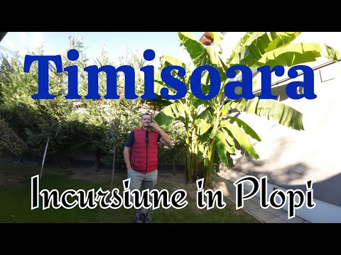 Timisoara- Incursiune in Plopi