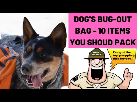10 Items To Pack In Your Dog's Bug-Out Bag