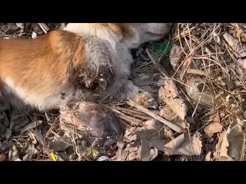 Kindness Saves: Badal’s Journey” #animalrescue #shorts