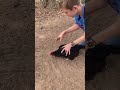 HOW TO HYPNOTIZE A CHICKEN A 125 Subscribers Special Chicken Dumb Hypnosis
