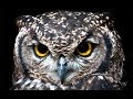 Ambient Owl Sounds