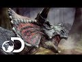 The Toughest Of All Dinosaurs The Triceratops Clash Of The Dinosaurs