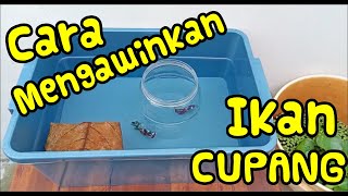 Download lagu CARA MENGAWINKAN IKAN CUPANG SECARA LENGKAP .... PASTI BISA #viral #satuklikuntukwujudkanimpianmu mp3 Download lagu CARA MENGAWINKAN IKAN CUPANG SECARA LENGKAP .... PASTI BISA #viral #satuklikuntukwujudkanimpianmu mp3
