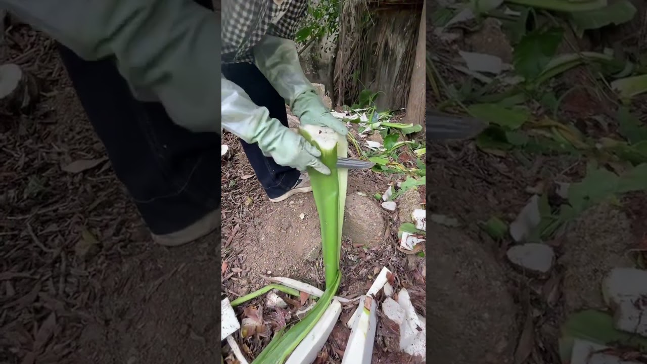 FD 25252525 mini rotary tilling and riding all-in one tree 🌳   short view