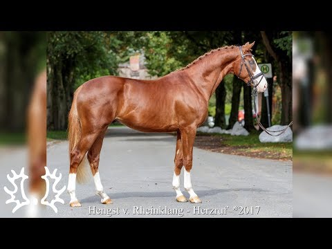 Kat. - Nr. 30 - Trakehner Hengstmarkt 2019 - Hengst v.  Rheinklang - Herzruf  *2017