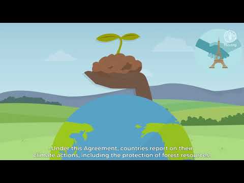 Forêts et transparence dans le cadre de l'accord de Paris
