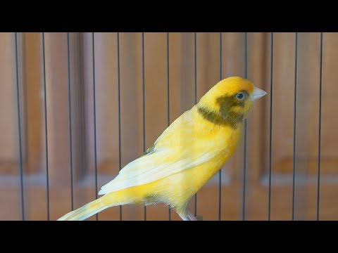 seu canário está em silêncio, vire isso então ele vai cantar junto