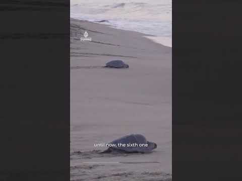 Spectacular turtle nesting event in southern Mexico