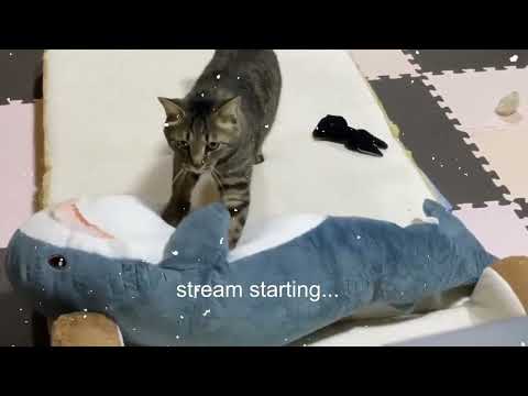 OhnePixel forgets to mute himself