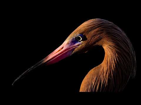 Is the Nikon Z8 and Z6 III Autofocus Up to the Task for Wildlife Photography? #ad