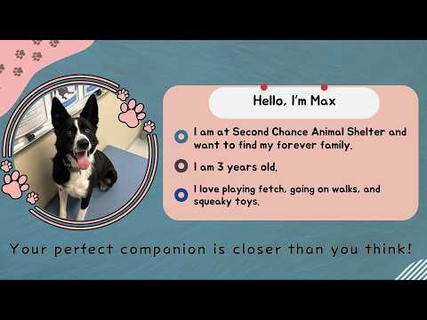 Companion Corner: Max at Second Chance Animal Shelter - YouTube