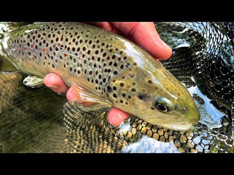 Fliegenfischen am kleinen Wiesenbach: Bachforellen, Abenteuer & Tipps! 🐟🌿