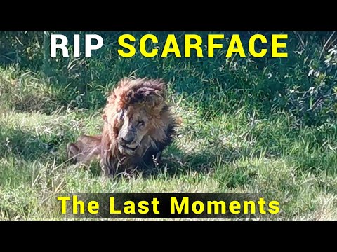 The WORLD FAMOUS Lion Scarface has Died At Age 14 | RIP King Scarface