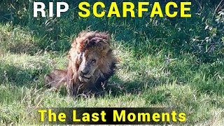 RIP Scarface | The WORLD FAMOUS Lion is No More