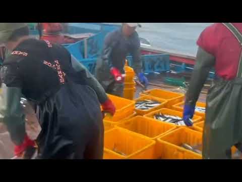 This is How Fisherman Catch Hundreds Tons Salmon. Modern Fish Processing & Fishing Net Video