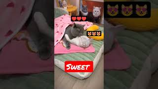 Lovey-dovey Cats..😻😻 #CatLover #FunnyCats