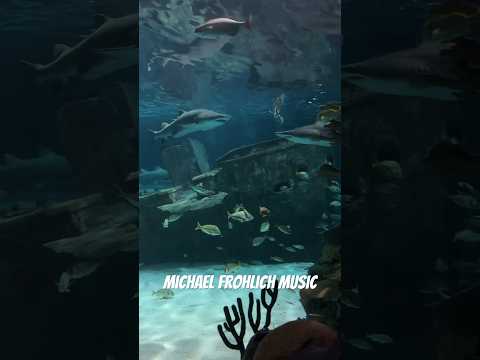 Ripley’s Aquarium: The Great Smokey Mountains Shark Tank - Gatlinburg TN