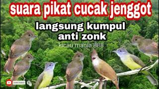 Download lagu suara pikat cucak jenggot | pancingan burung macet bunyi | masteran burung lomba mp3 Download lagu suara pikat cucak jenggot | pancingan burung macet bunyi | masteran burung lomba mp3