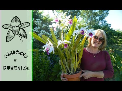 June Orchids in Bloom & Spike
