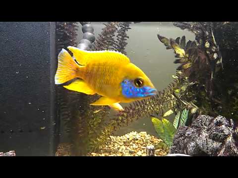 Watch Video on YouTube