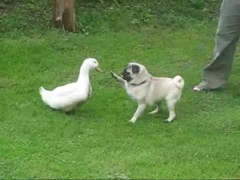 ¿Pueden ser amigos un perro y un pato?