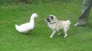 pug and a duck