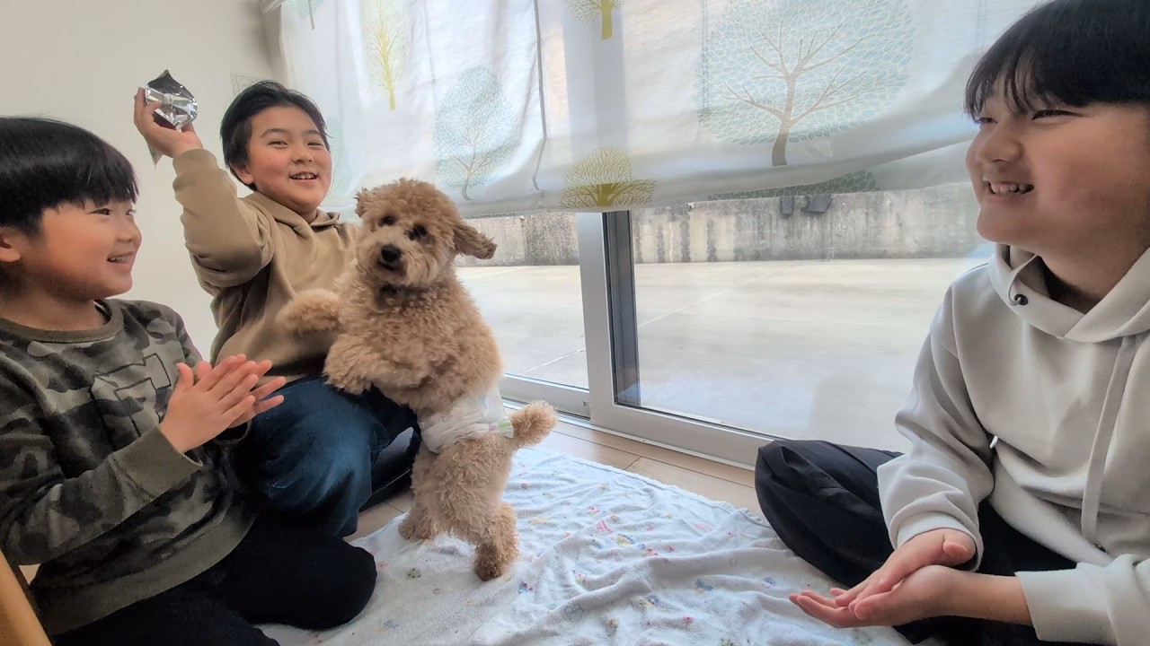 ブーちゃんのお誕生日お菓子と歌でお祝い  初めてのお菓子はサッポロポテト　#2285