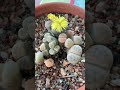 Tips On How To Keep Your Lithops Alive!