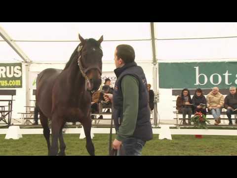 Saddler Maker - Etalon Show du Centre Est 2015