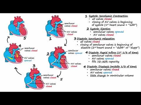 Cardiac Cycle