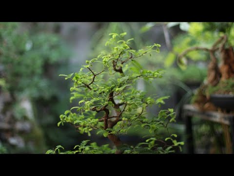 Jacob (Tamarindus indica) vídeo 2