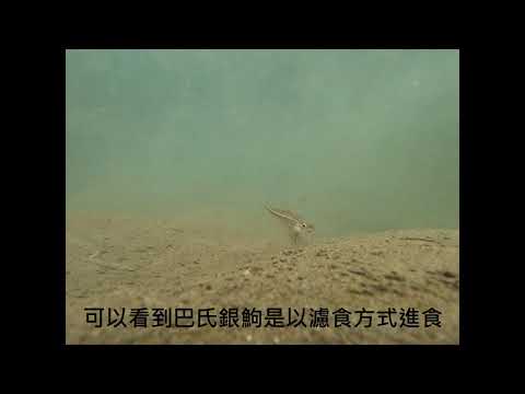 巴氏銀鮈覓食影片(影片由臺中市野生動物保育學會提供)
