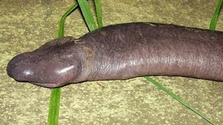 NOT WHAT IT LOOKS LIKE -- Mind Blow #47