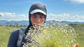 VitaRoots — Experiências