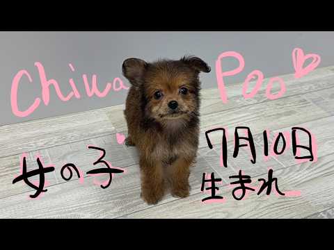 YouTube動画のサムネイル