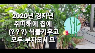 부자,대박나게할 식물  /새해에 나의 운을바꿀  식물들을 집에 키우시고 부자되세요 #부자 #대박 #식물튜브 …