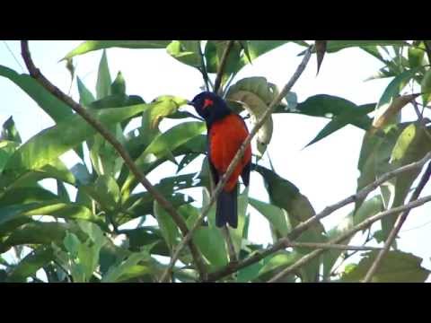 Tangara červenobruchá (Anisognathus igniventris) — starostlivosť, voliéra a kŕmenie