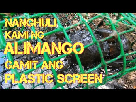 Nanghuli kami ng alimango gamit ang plastic screen | buhay probinsya