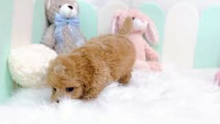 ハーフ犬の動画01