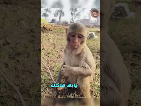 #foryou #العراق #animals #دبلجة #fyp مصايب السرقه لابو جمعه